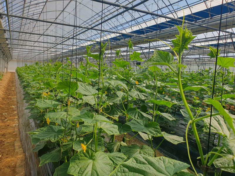 오이0213님의 장터 판매 상품 [오이백다다기50개] 첨부 사진