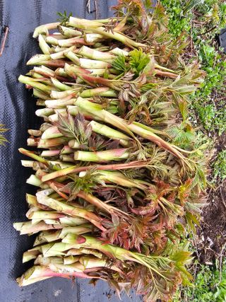 홍천산채농원님의 자유주제 · 자유게시판 작성글 사진