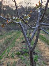 팜모닝 자유주제·자유게시판 게시글 이미지