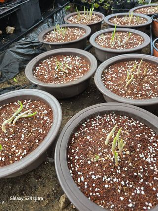 약초원 김종군님의 자유주제 · 자유게시판 작성글 사진