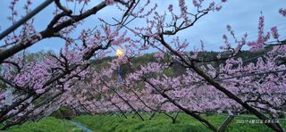 달맛햇복숭아농원님의 자유주제 · 자유게시판 작성글 사진