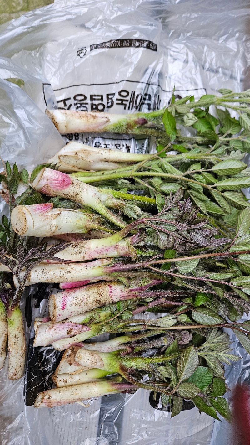 강옥만님의 장터 판매 상품 [노지땅두릅 1kg] 첨부 사진