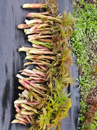 홍천산채농원님의 자유주제 · 자유게시판 작성글 사진