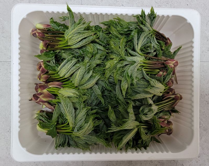 달마루님의 장터 판매 상품 [엄나무순1kg] 첨부 사진