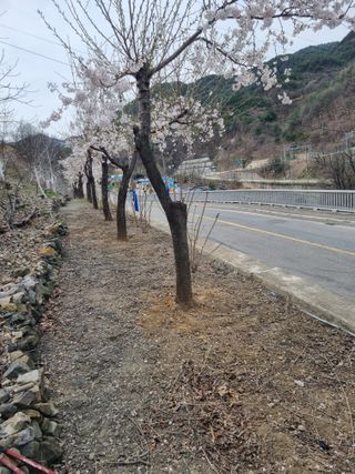 김용대님의 자유주제 · 자유게시판 작성글 사진