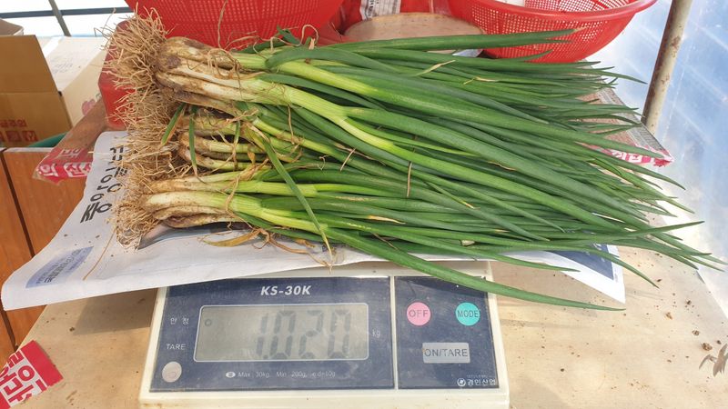 농부아내님의 장터 판매 상품 [월동한 노지 토종쪽파 2kg] 첨부 사진