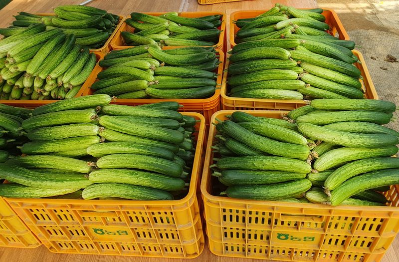 오이0213님의 장터 판매 상품 [오이백다다기50개] 첨부 사진