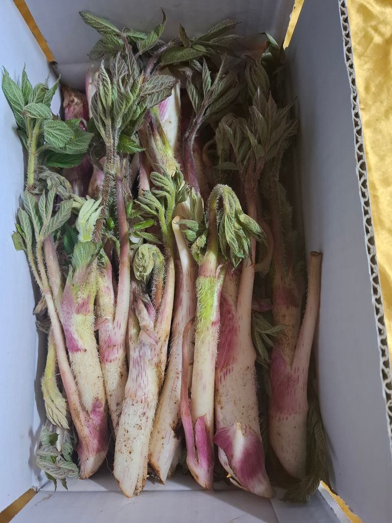 진실로님의 장터 판매 상품 [땅두릅 2kg] 첨부 사진