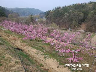 동우농장(김대욱)님의 복숭아 · 자유게시판 작성글 사진