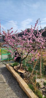 팜모닝 자유주제·자유게시판 게시글 이미지