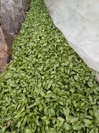 삼성농산님의 자유주제 · 자유게시판 작성글 사진