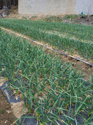 양파6664님의 일손 구하셨나요? · 참여글 작성글 사진