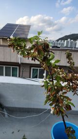 팜모닝 농사, 무엇이든 물어보세요!·참여글 게시글 이미지