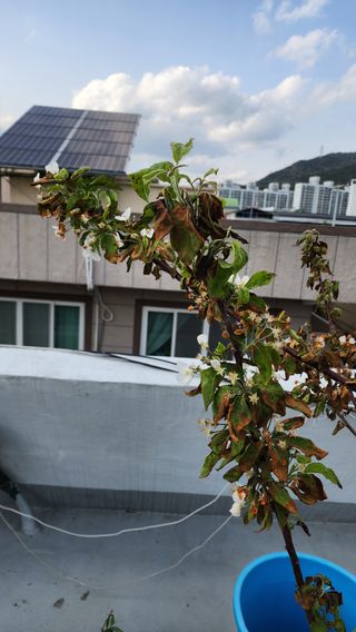 박양환님의 농사, 무엇이든 물어보세요! · 참여글 작성글 사진