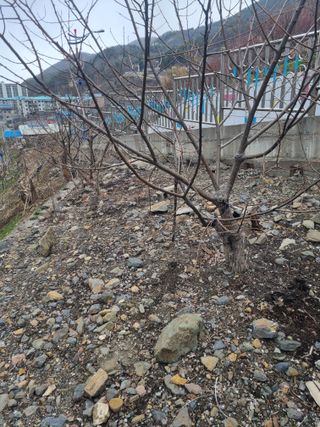 김용대님의 자유주제 · 자유게시판 작성글 사진