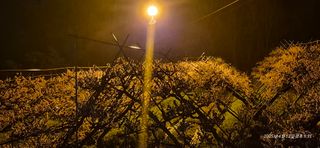 달맛햇복숭아농원님의 자유주제 · 사진전 작성글 사진