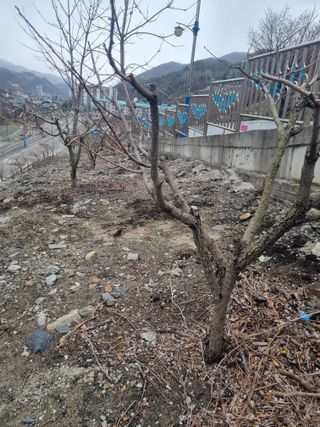 김용대님의 자유주제 · 자유게시판 작성글 사진