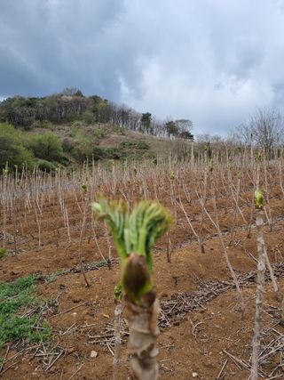 팜모닝회원 정정섭 님의 일손 구하셨나요? · 참여글 작성글 사진