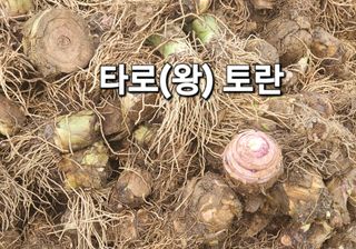 김주삼님의 자유주제 · 자유게시판 작성글 사진