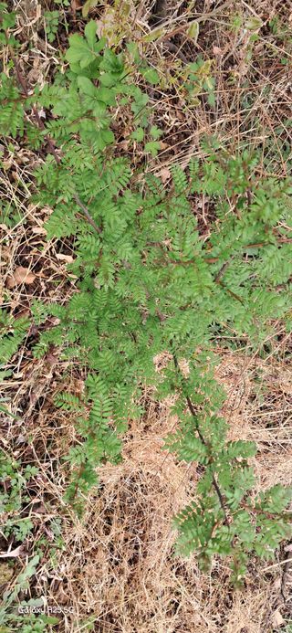 이현주(숲속의농원)님의 작성글 사진