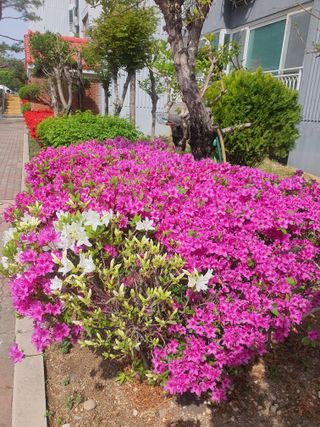 김영복님의 자유주제 · 자유게시판 작성글 사진