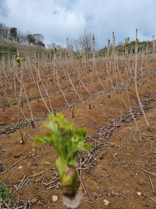 팜모닝회원 정정섭 님의 일손 구하셨나요? · 참여글 작성글 사진