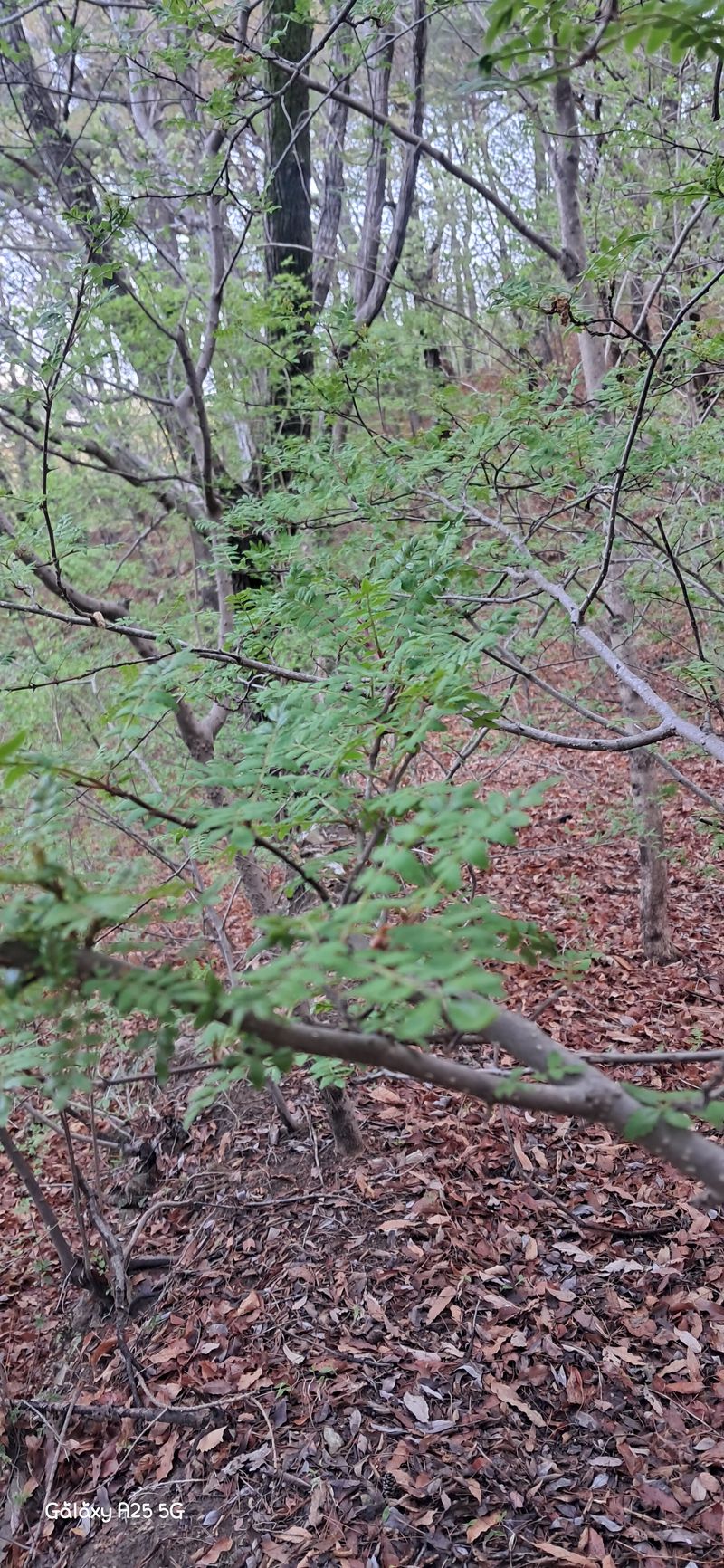 장터 상품 [2025년 햇 제피잎 300g] 썸네일