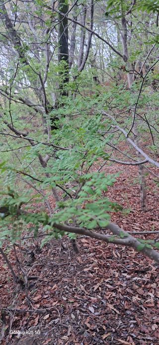 이현주(숲속의농원)님의 작성글 사진