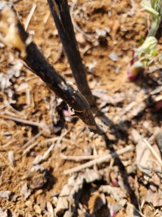 김영옥님의 자유주제 · 자유게시판 작성글 사진