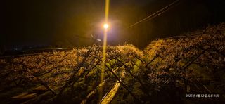 달맛햇복숭아농원님의 자유주제 · 사진전 작성글 사진