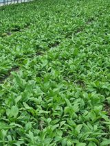 팜모닝 자유주제·자유게시판 게시글 이미지