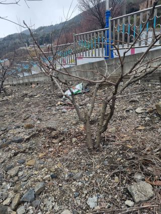 김용대님의 자유주제 · 자유게시판 작성글 사진