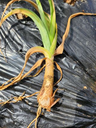 황공이오님의 마늘 · 비료•농약 작성글 사진