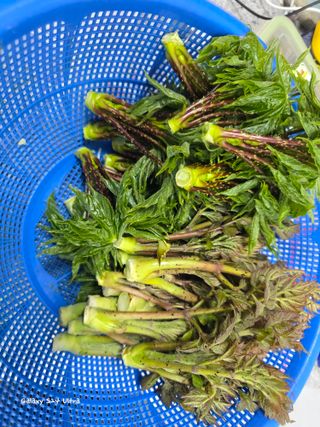 ♡청심전유삼♡님의 자유주제 · 자유게시판 작성글 사진