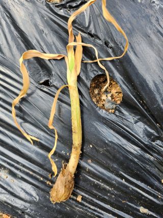 황공이오님의 마늘 · 비료•농약 작성글 사진