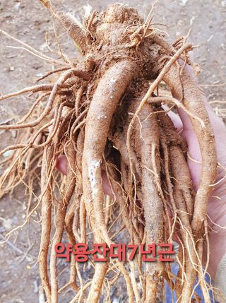 황강순님의 기타작물 · 자유게시판 작성글 사진