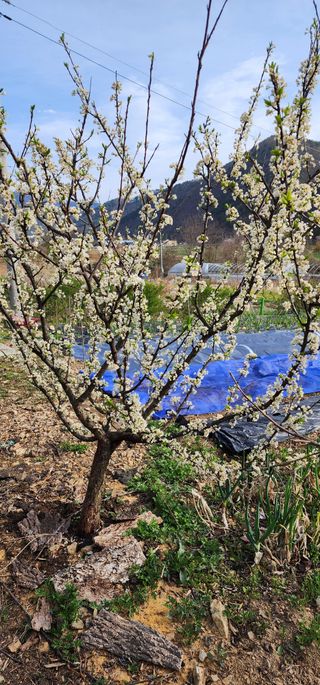안뜰그랑님의 자유주제 · 자유게시판 작성글 사진