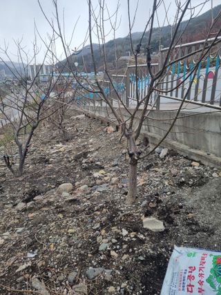 김용대님의 자유주제 · 자유게시판 작성글 사진