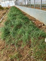 팜모닝 농사, 무엇이든 물어보세요!·참여글 게시글 이미지