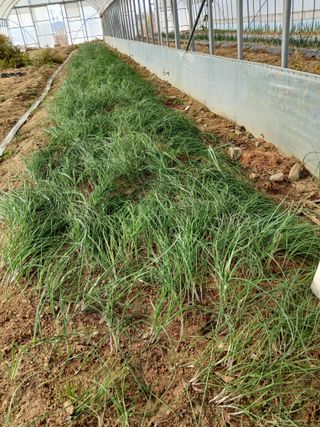 김무하님의 농사, 무엇이든 물어보세요! · 참여글 작성글 사진