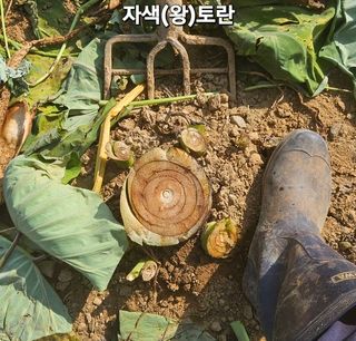 김주삼님의 자유주제 · 자유게시판 작성글 사진