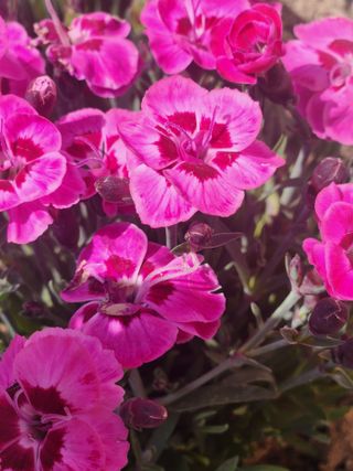 김영옥님의 자유주제 · 자유게시판 작성글 사진