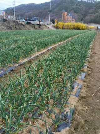 양파6664님의 일손 구하셨나요? · 참여글 작성글 사진