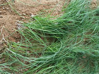 김무하님의 농사, 무엇이든 물어보세요! · 참여글 작성글 사진