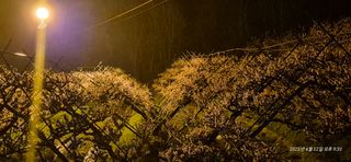 달맛햇복숭아농원님의 자유주제 · 사진전 작성글 사진