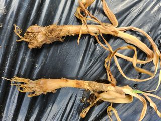 황공이오님의 마늘 · 비료•농약 작성글 사진