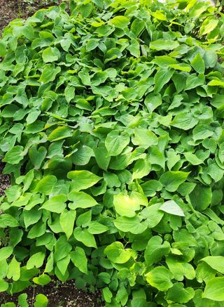 고추건조기부품판매님의 자유주제 · 자유게시판 작성글 사진