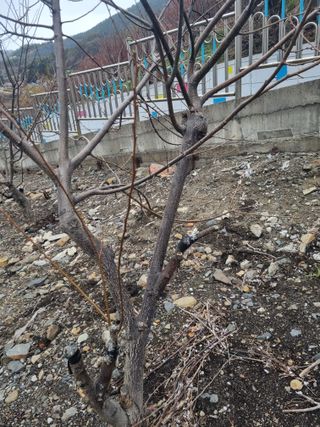 김용대님의 자유주제 · 자유게시판 작성글 사진