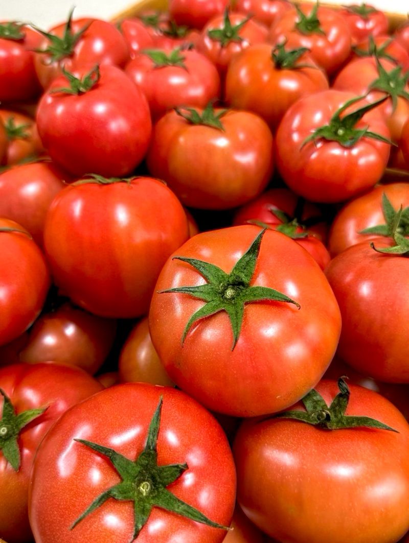 장터 상품 [[한정특가] 완숙토마토 5kg 무료배송] 썸네일