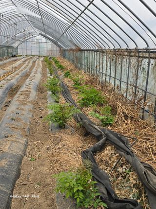 ♡청심전유삼♡님의 자유주제 · 자유게시판 작성글 사진